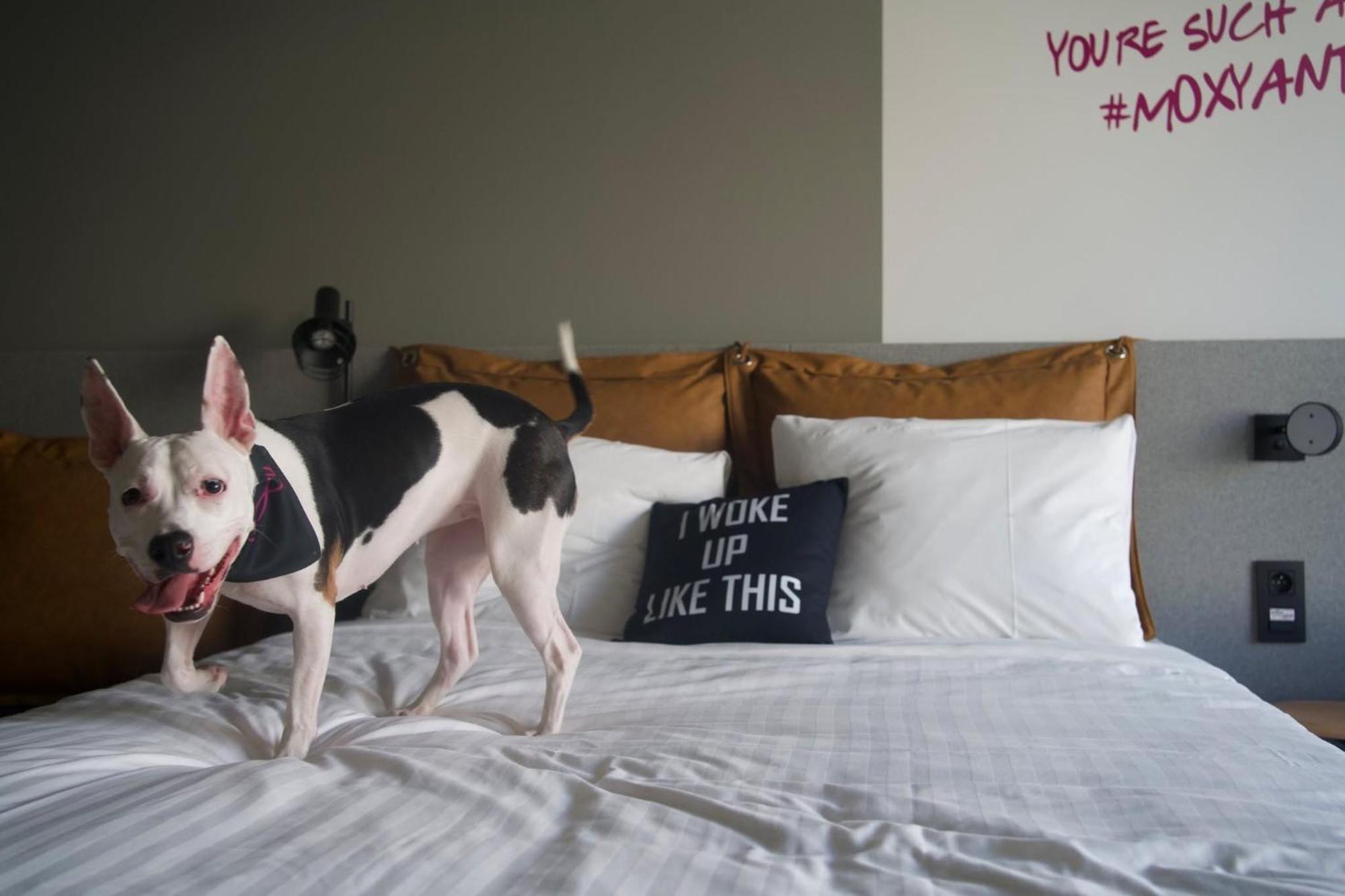 ホテル Moxy アントウェルペン エクステリア 写真